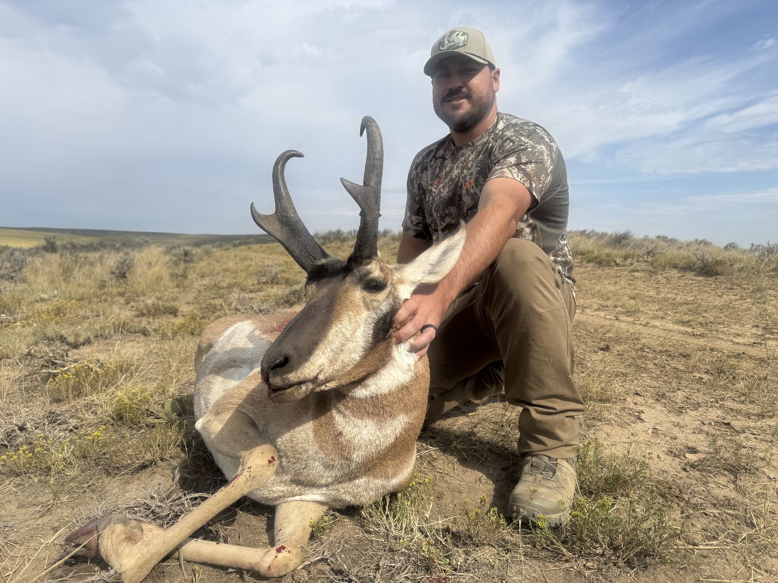 Pronghorn antelope