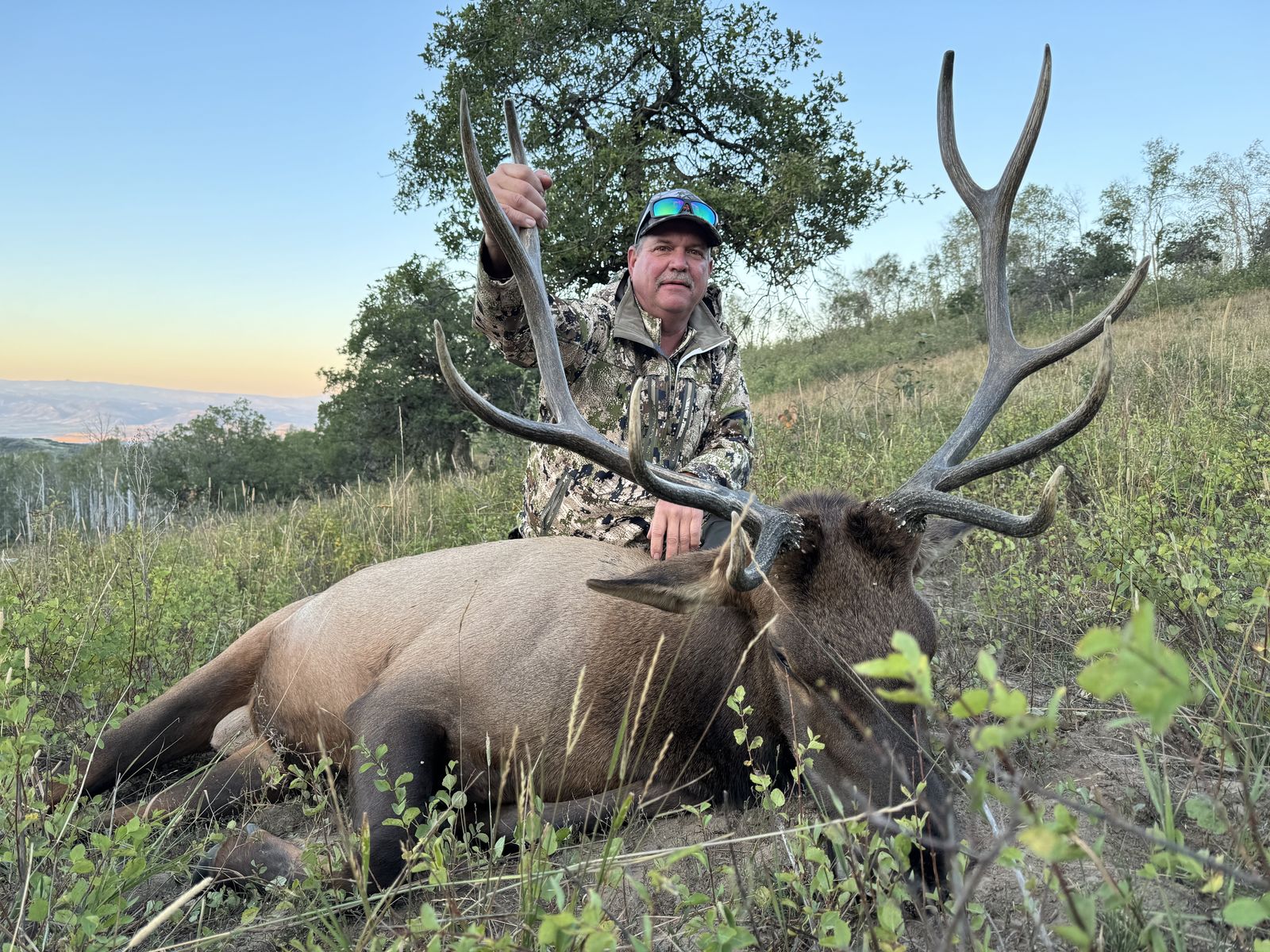 Bull elk in field