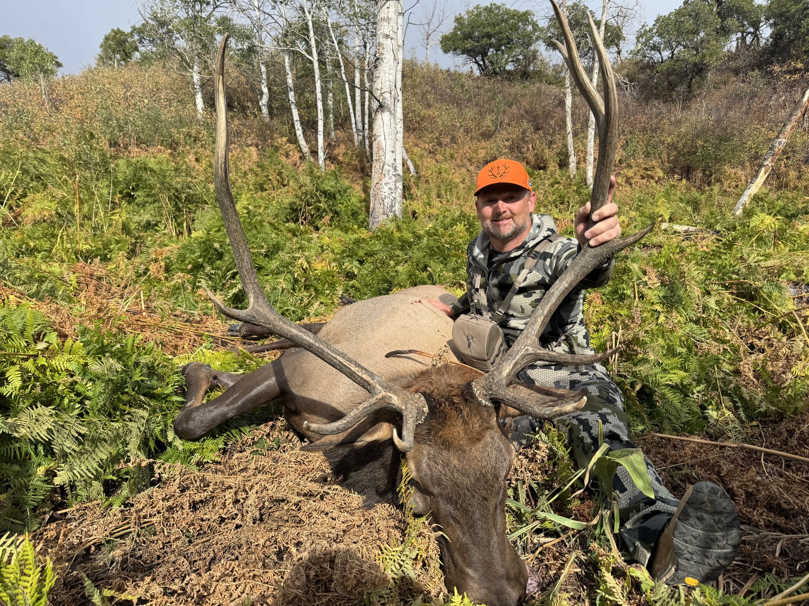 Large 6x6 bull elk