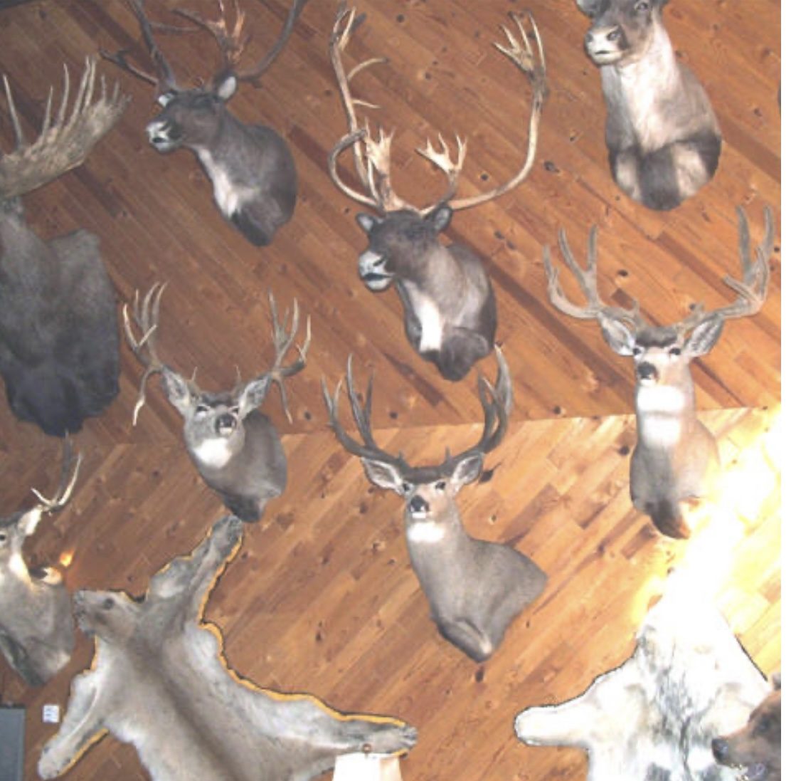 Trophy wall