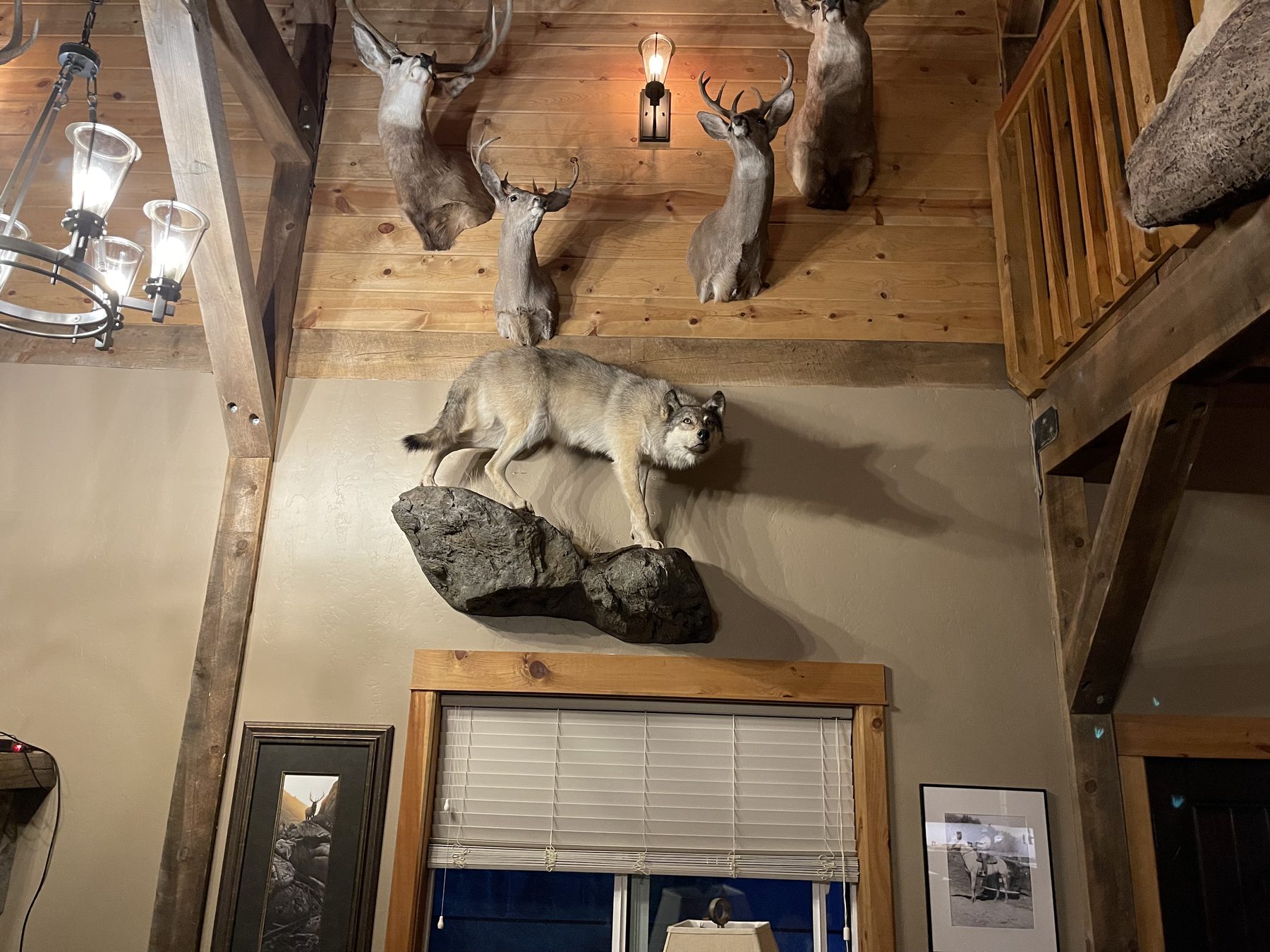 Trophy mounts in the lodge