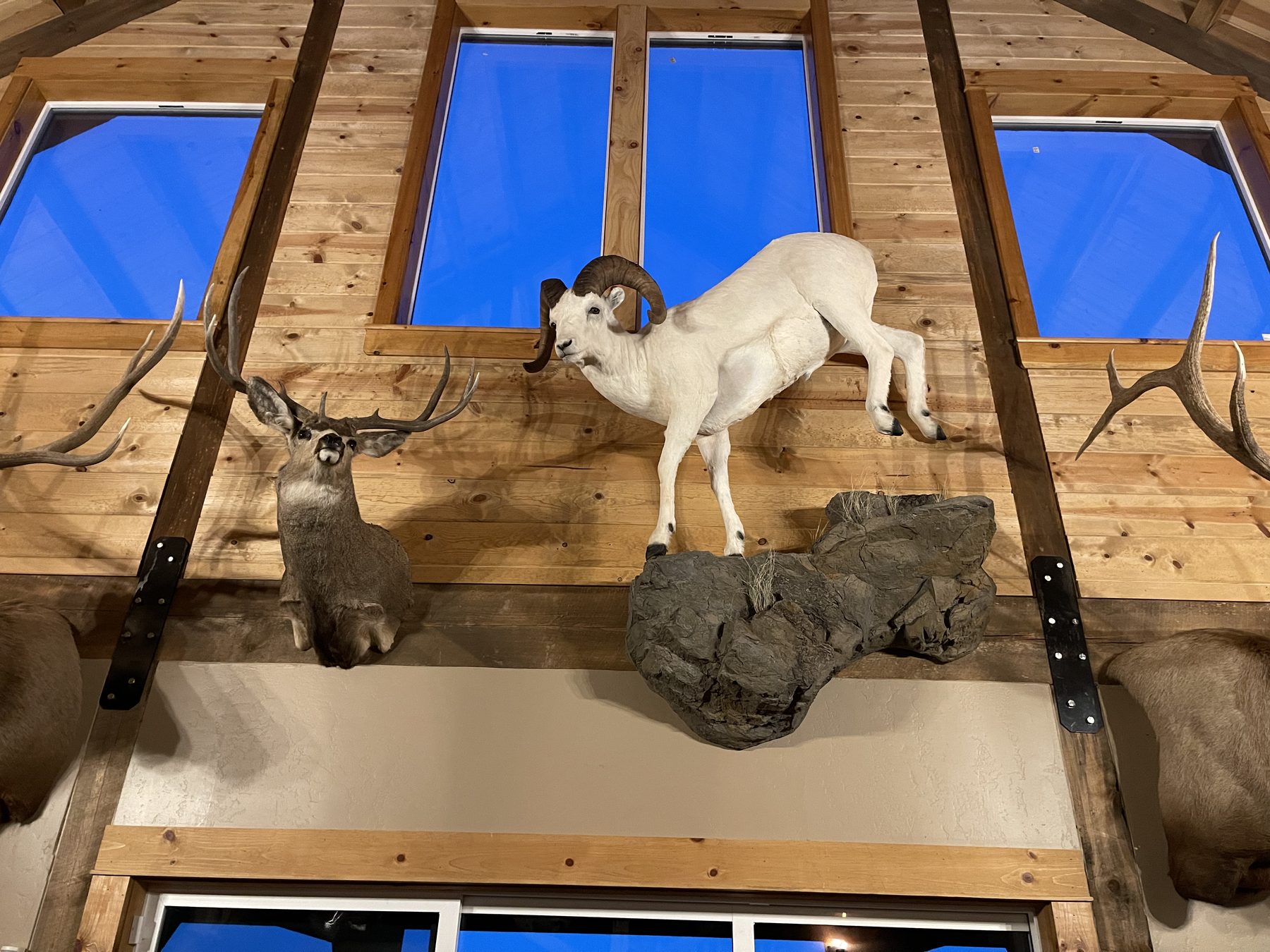 Big game mounts