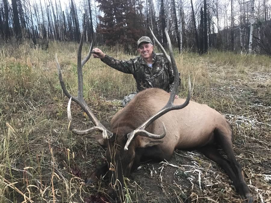 Big mule deer buck