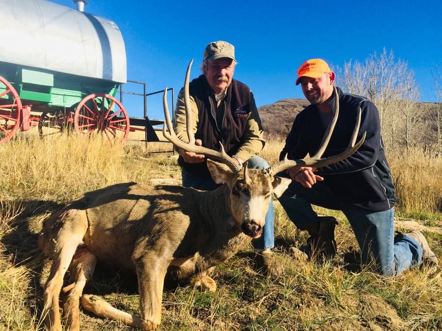 Trophy mule deer buck